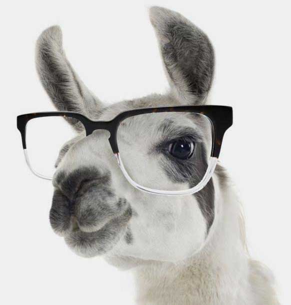 Leon, the 404 Llama